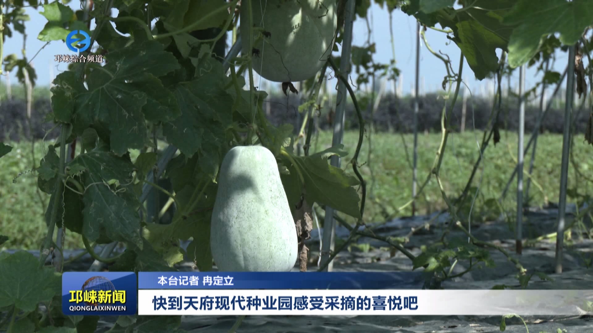 【20240918】快到天府现代种