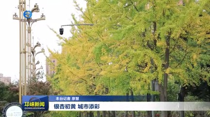 【20241119】银杏初黄 城市