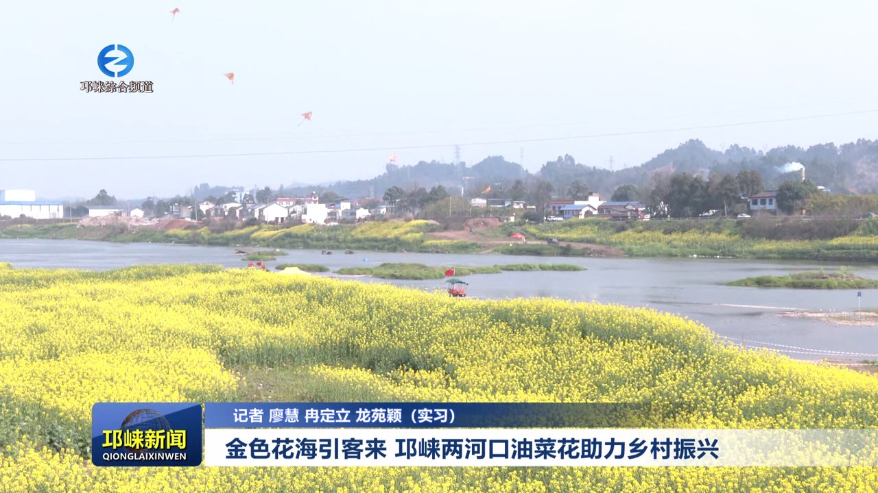 【20250304】金色花海引客来