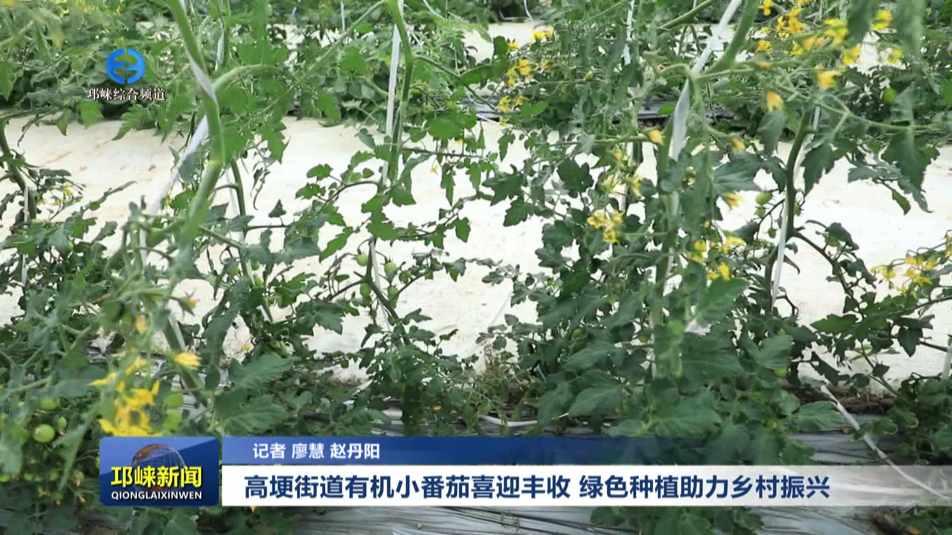 【20250411】高埂街道有机小