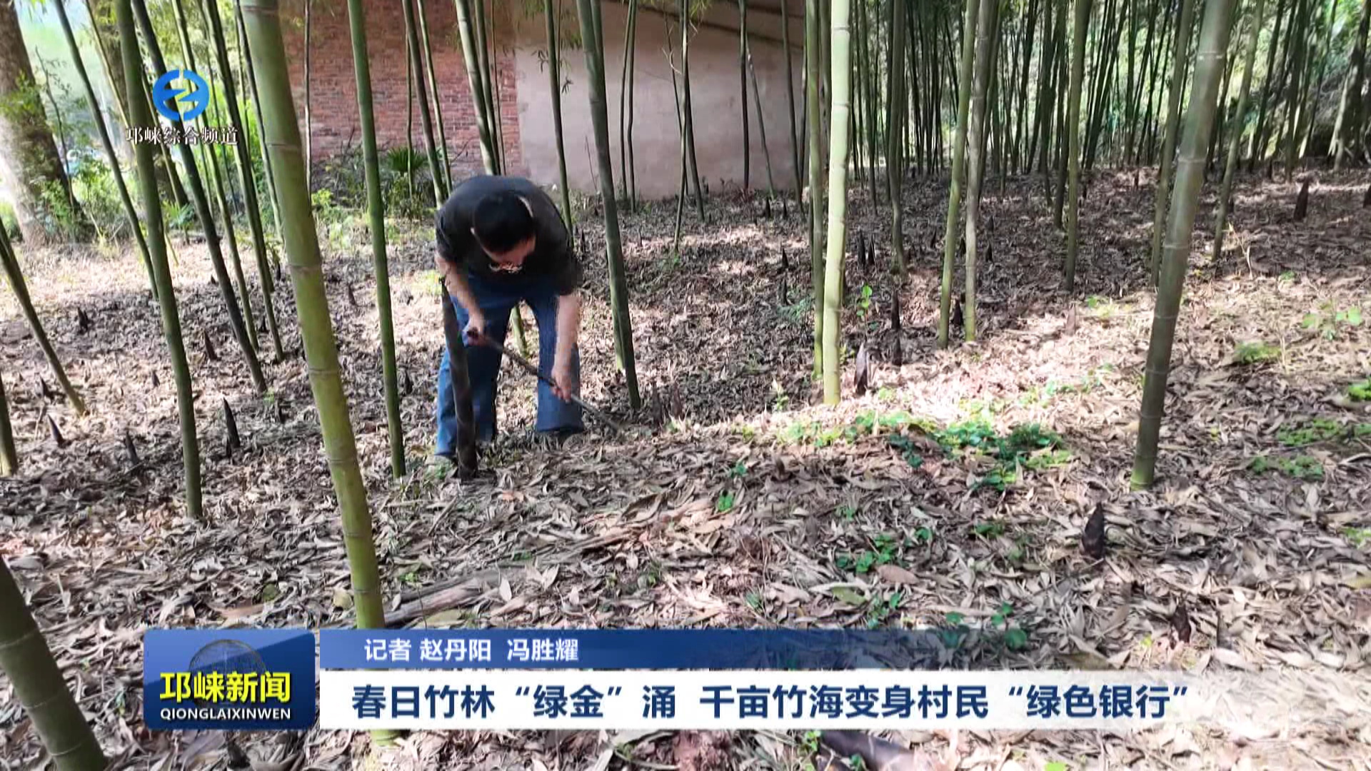 【20250411】春日竹林“绿金