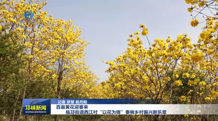 【20250416】百亩黄花迎客来