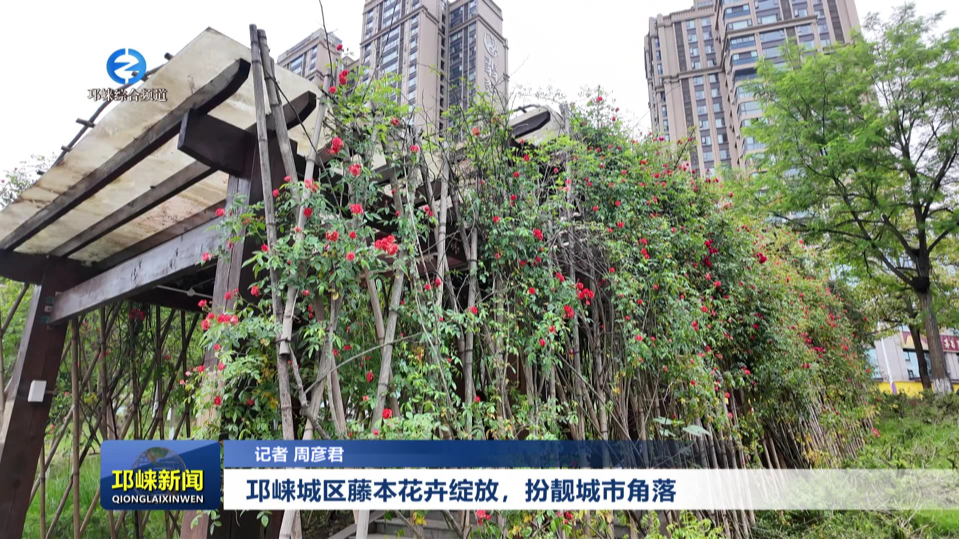 【20250425】邛崃城区藤本花