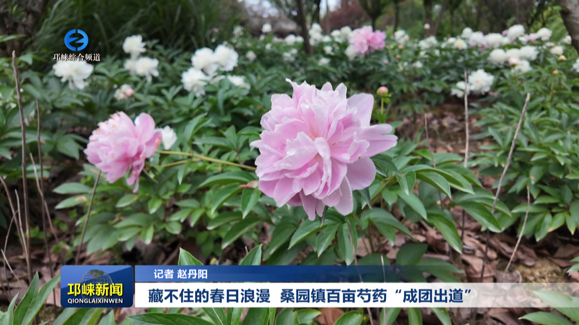 【20250427】藏不住的春日浪