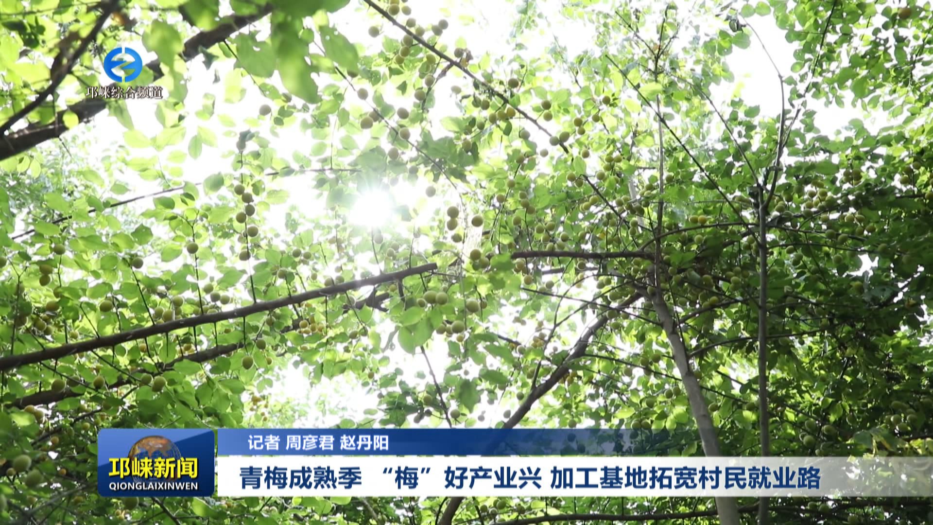 【20250617】青梅成熟季 “