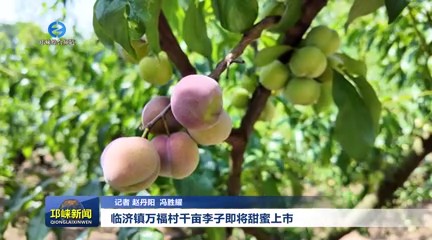 【20250709】临济镇万福村千