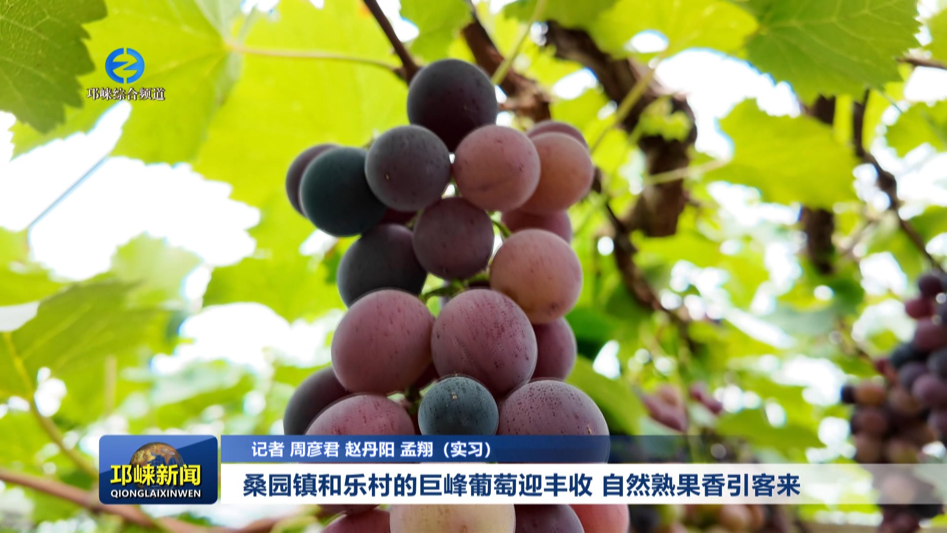 【20250724】桑园镇和乐村的